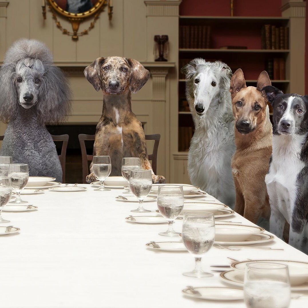 Fromm Gold Adult Dog Kibble Recipe 5lb/15lb/30lb