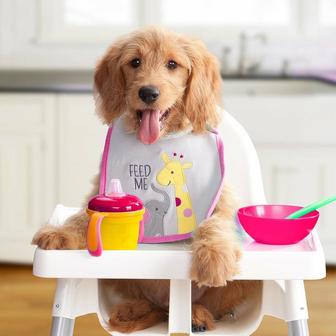 Fromm Gold Puppy Dog Food．5lb/15lb/33lb