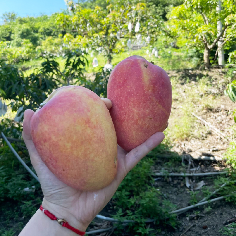 芒果,枋山,水果,愛文,產地直送