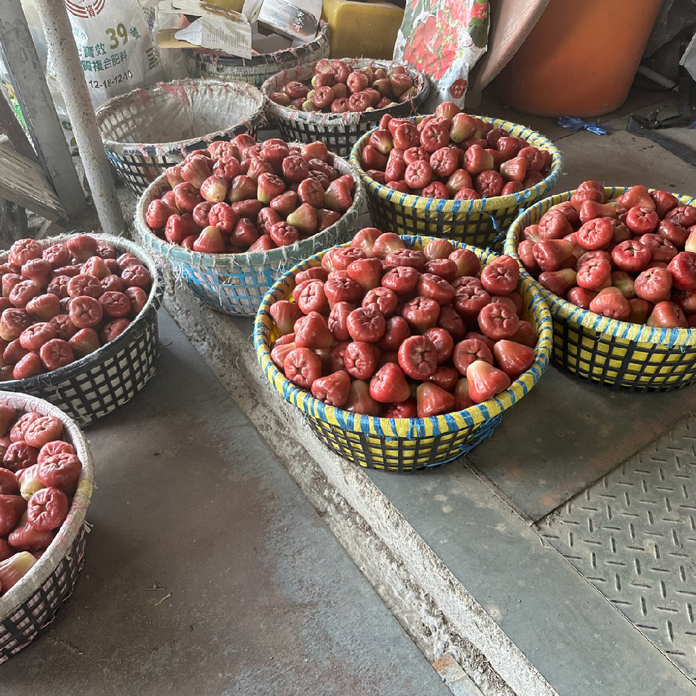 蓮霧,林邊,黑珍珠,產地直送