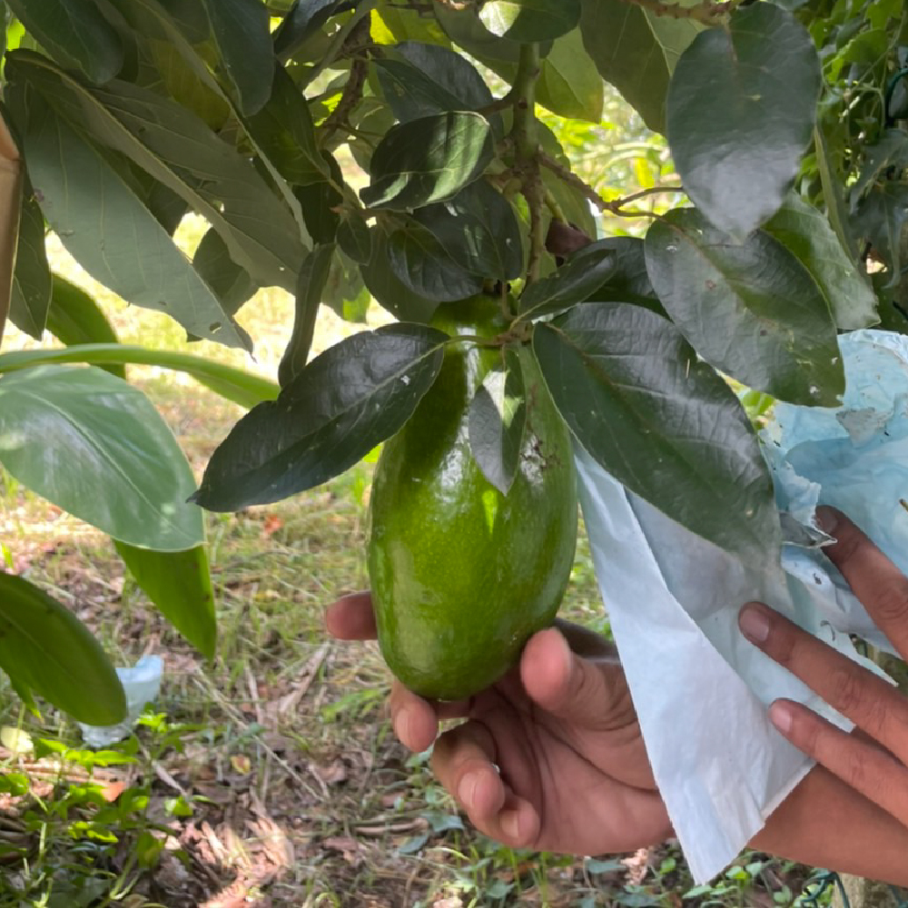 酪梨,水果,麻豆,產地直送