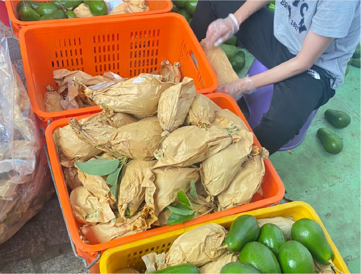 酪梨,水果,麻豆,產地直送,採收