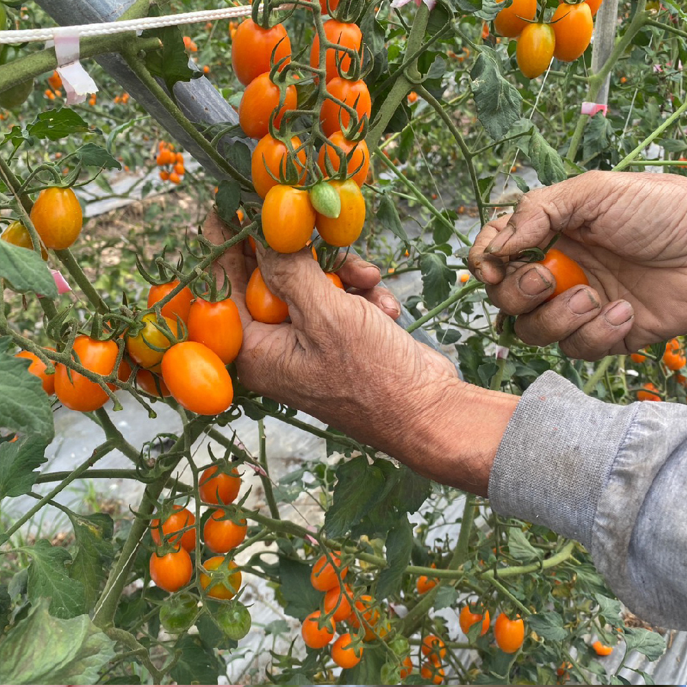 橙蜜,小番茄,果農,美濃,產地直送,採收