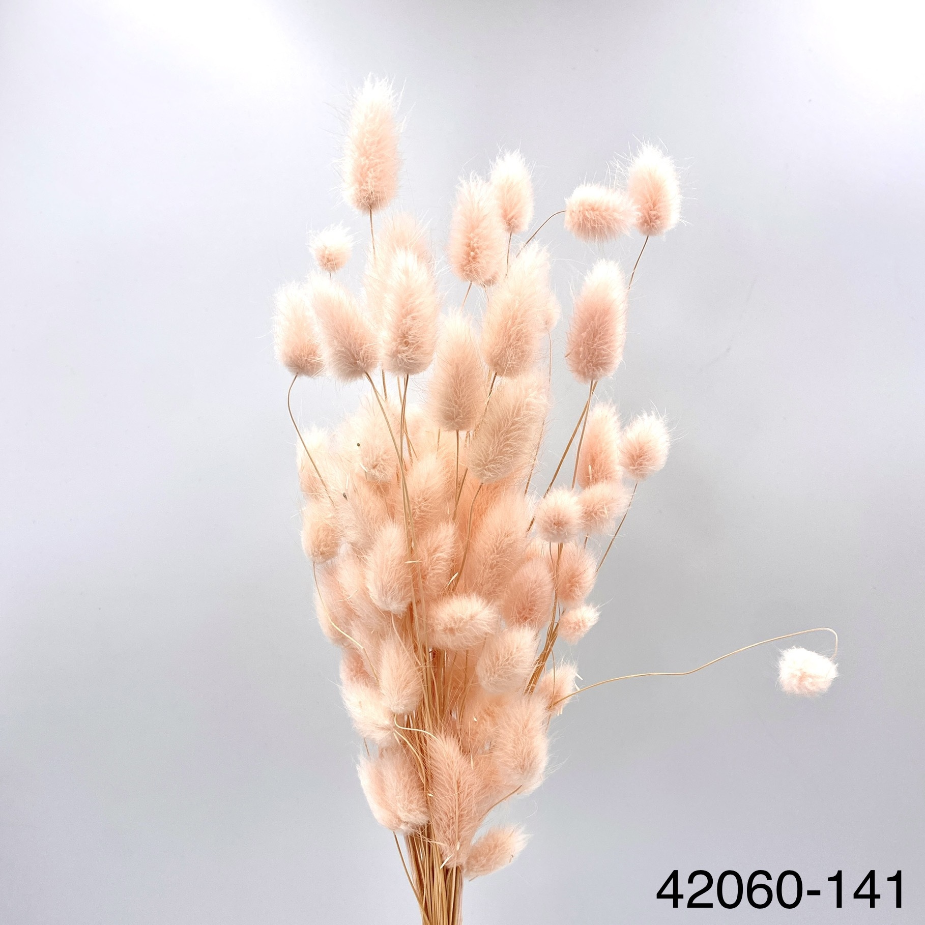 日本乾燥兔尾草 42060-141 