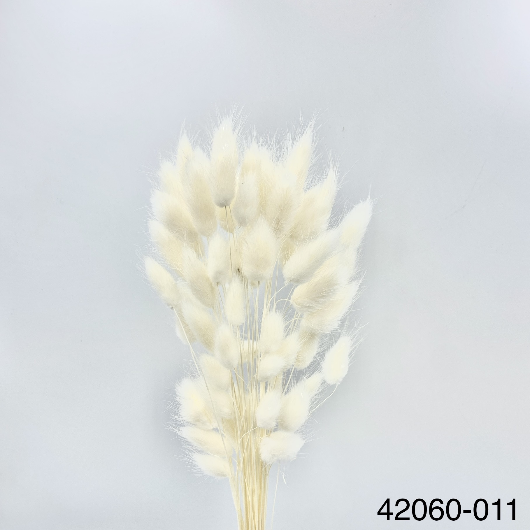 日本乾燥兔尾草 42060-011 