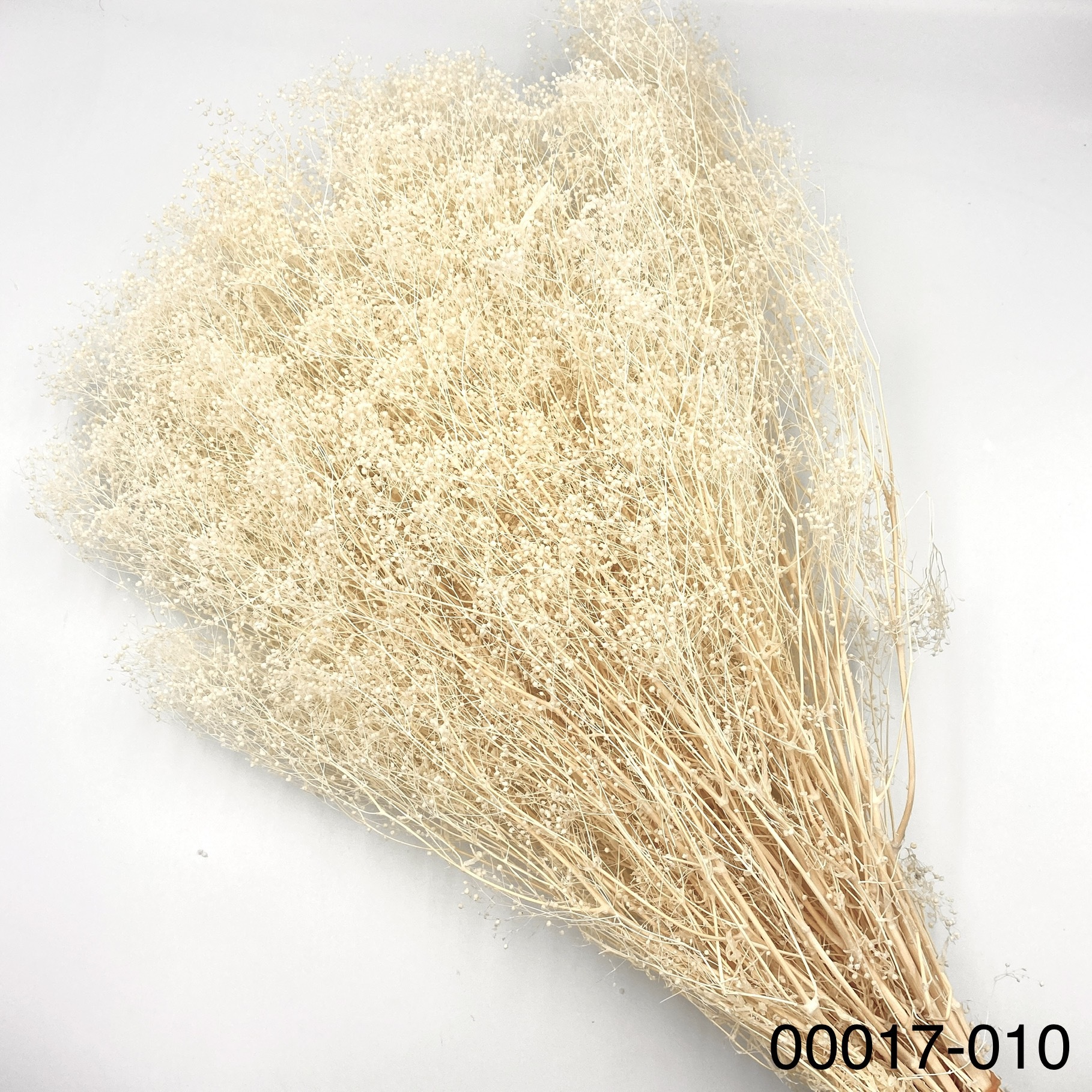 日本不週迷你滿天星 00017-010