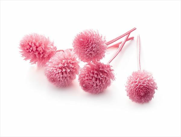 日本不凋千日紅 03453-133