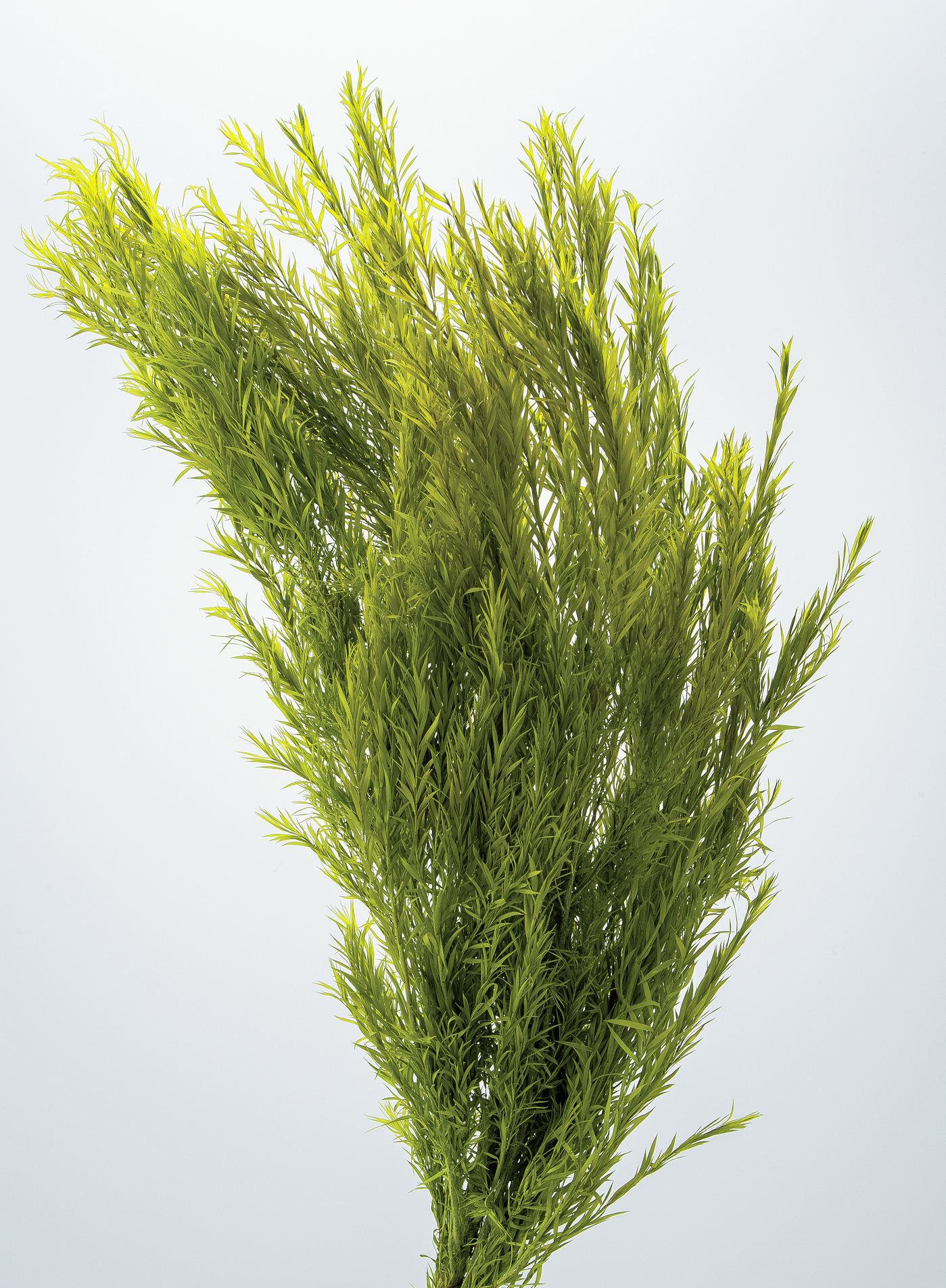 日本不凋茶樹葉  01250-721