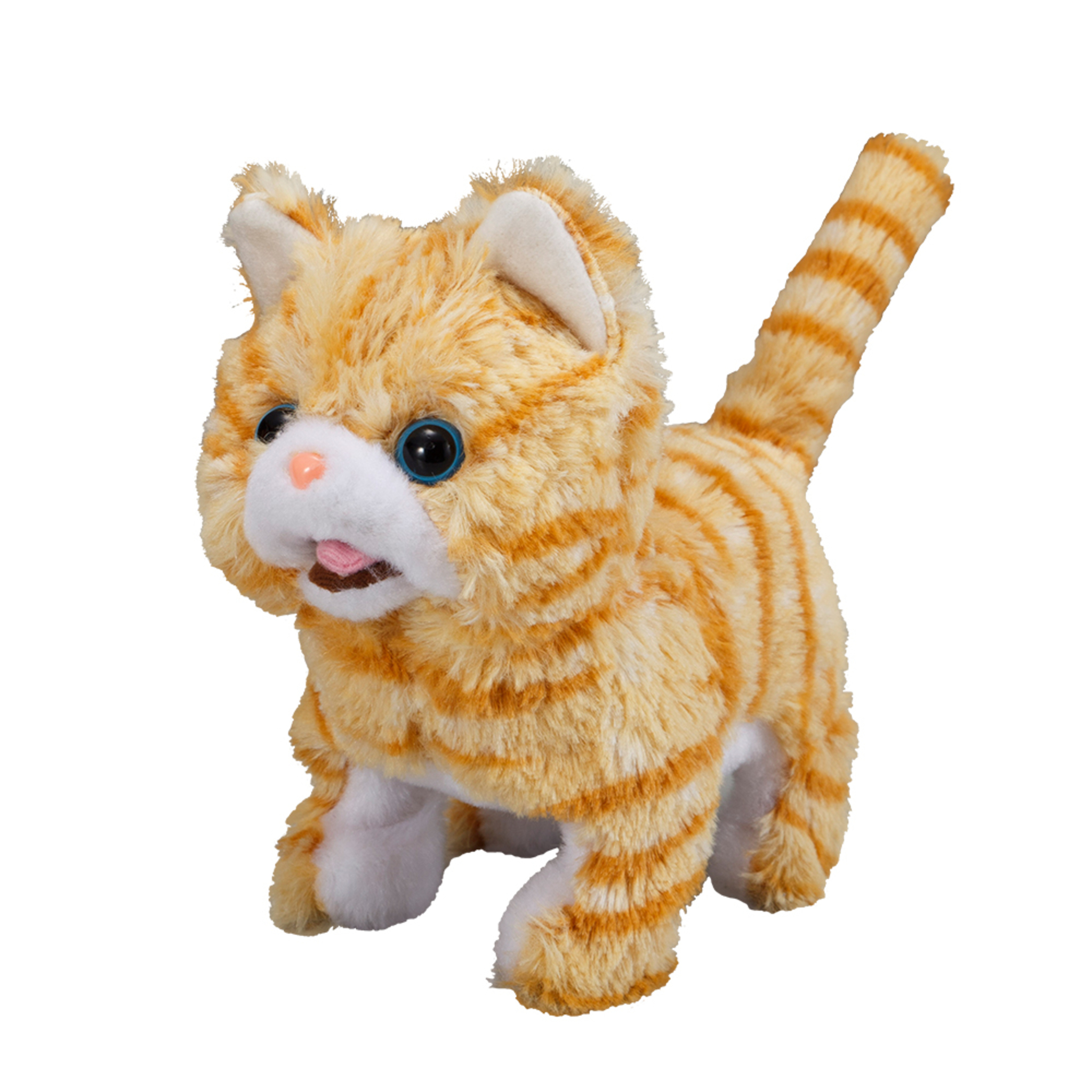 《 日本 IWAYA 》 甜甜屋 蘇格蘭折耳貓 A31271