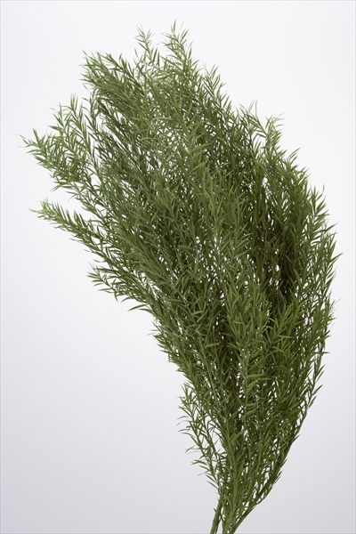 日本不凋茶樹葉 01250-732