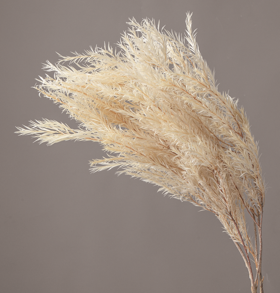 日本不凋茶樹葉  01250-010