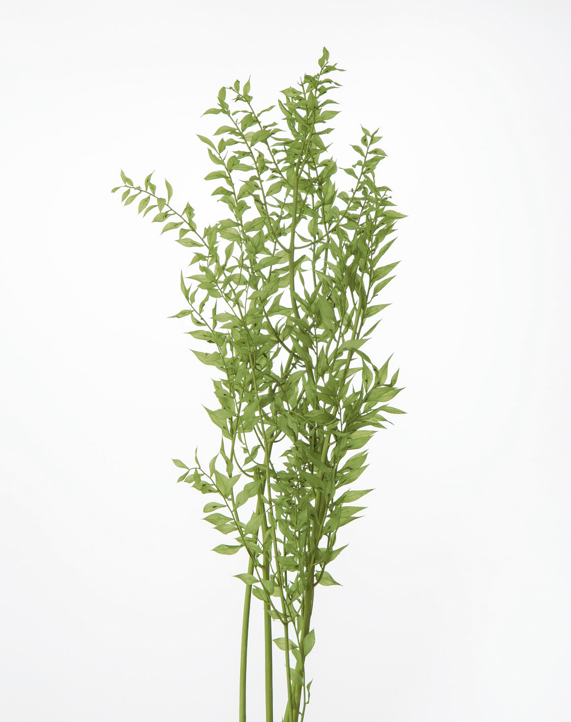 日本不凋小樺木葉 03560-781