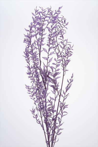 日本不凋小樺木葉 03560-451