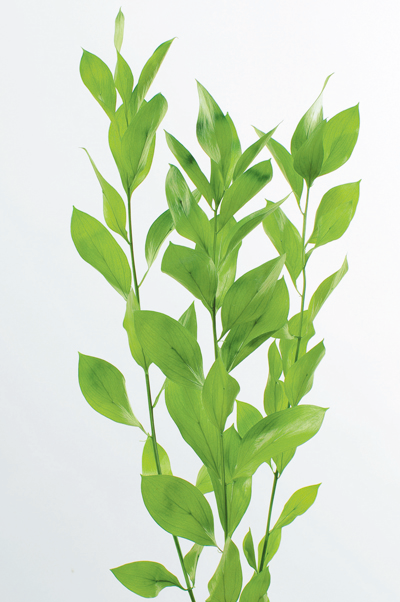 日本不凋大樺木葉 03950-700