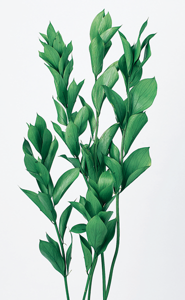 日本不凋大樺木葉 03950-730