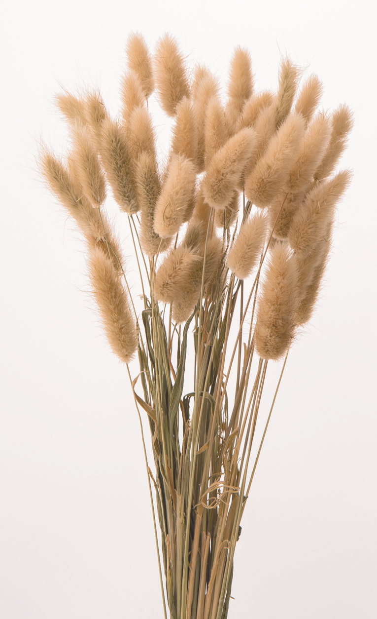 日本乾燥兔尾草 42050-030