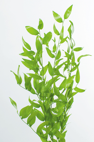 日本不凋小樺木(富貴葉) 03910-700