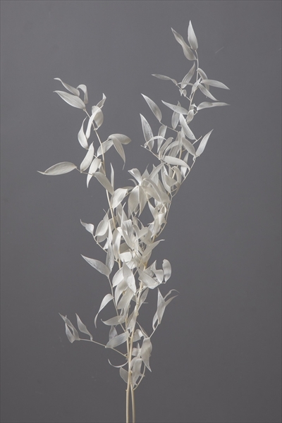 日本不凋小樺木(富貴葉) 03910-011