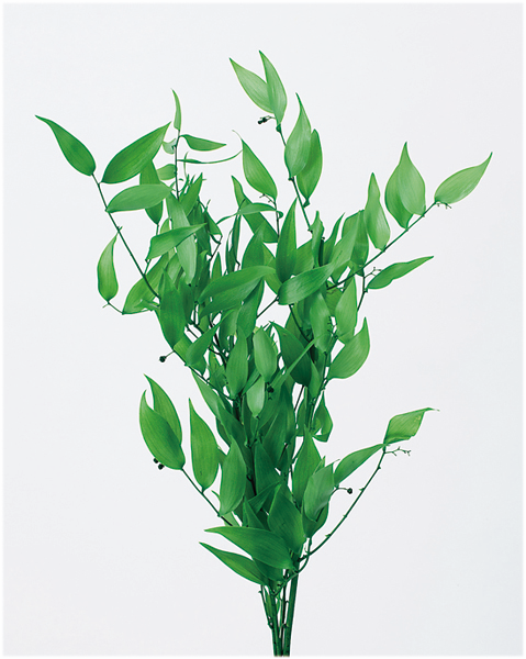 日本不凋小樺木(富貴葉) 03910-730