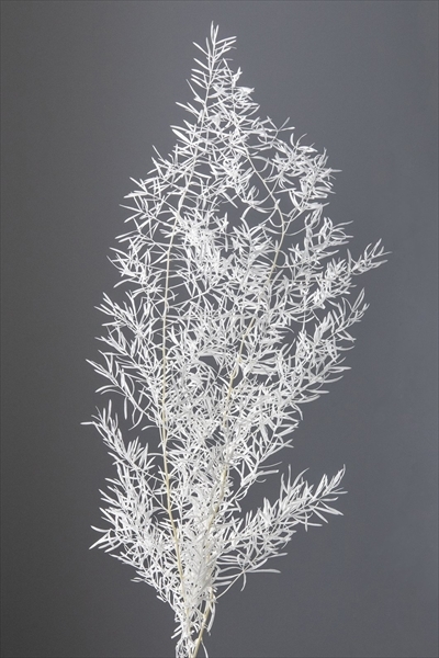 日本不凋蘆荀草 01080-011