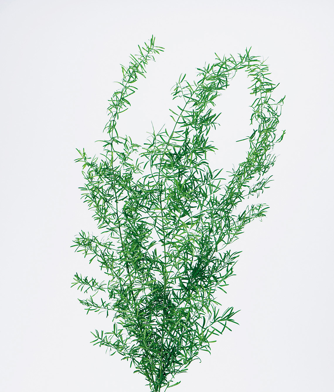 日本不凋蘆荀草 01080-731