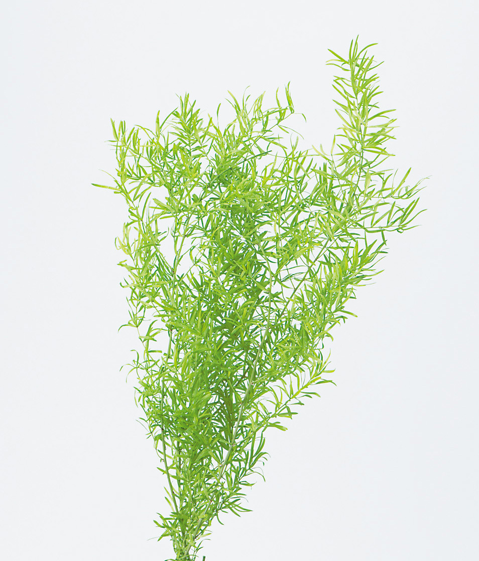 日本不凋蘆荀草 01080-721