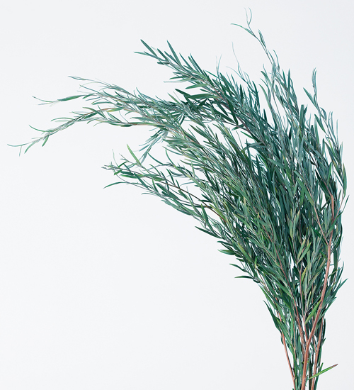 不凋茶樹葉 01241-790