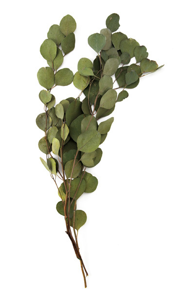 不凋大圓尤加利 02086-722