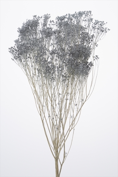 日本乾燥木滿天星 03300-641