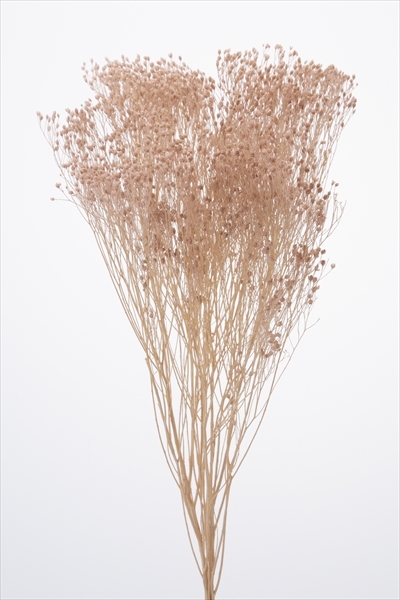 日本乾燥木滿天星 03300-081