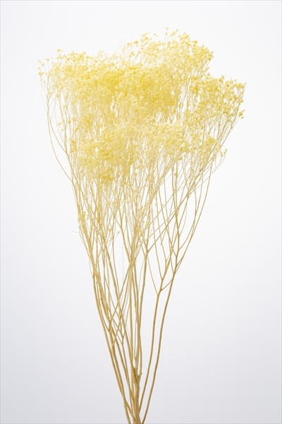 日本乾燥木滿天星 03300-541