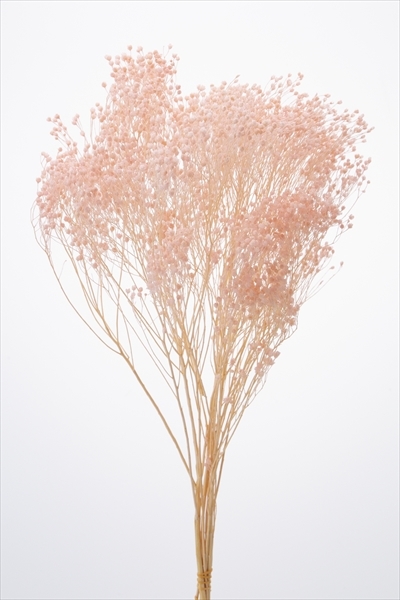 日本乾燥木滿天星 03300-101