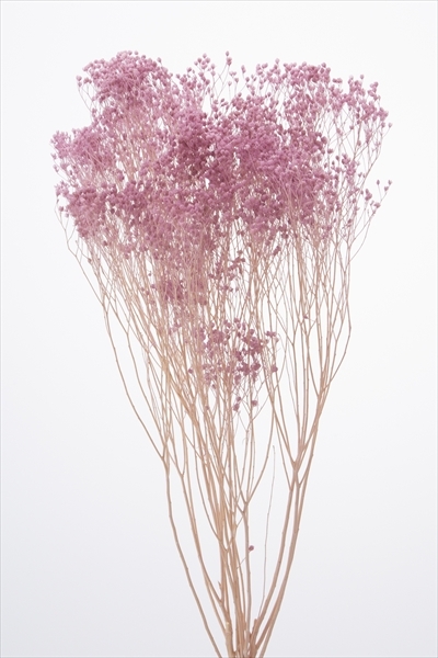 日本乾燥木滿天星 03300-451