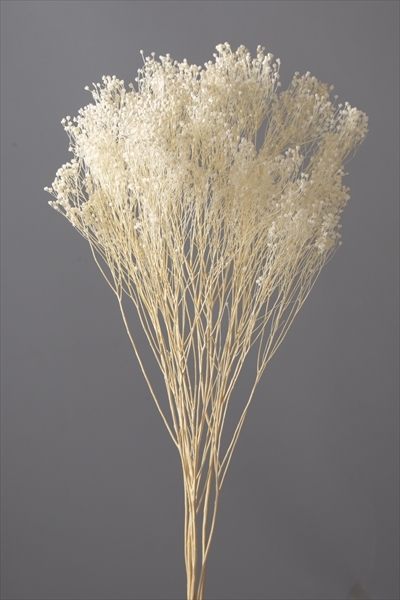 日本乾燥木滿天星 03300-011