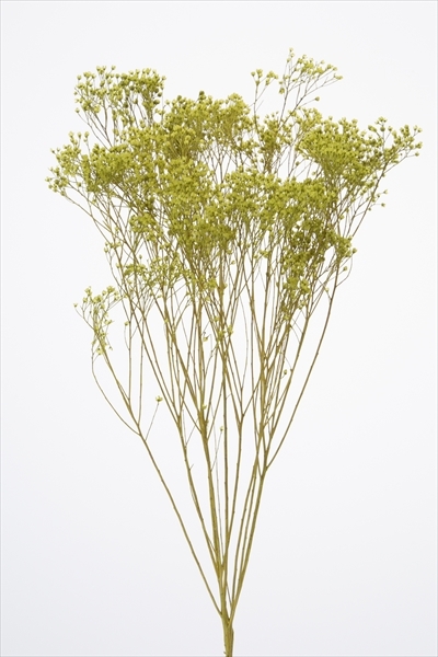 日本乾燥木滿天星 03300-701