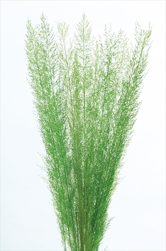 日本不凋咪咪草 03500-700