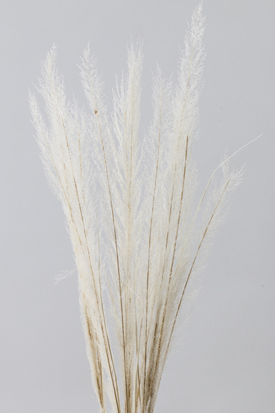 日本不凋咪咪草 03500-011