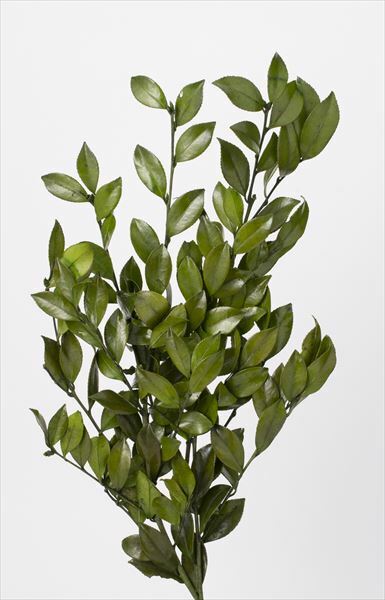 日本不凋山茶花葉 03362-700