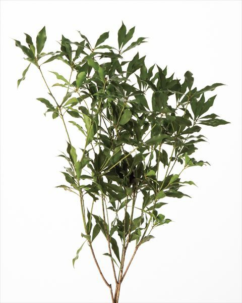 日本不凋馬醉木 03790-700