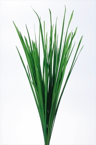 日本不凋春蘭葉 03920-700