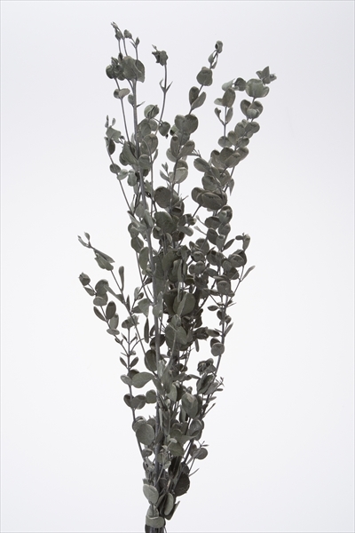 不凋小圓尤加葉 02290-012