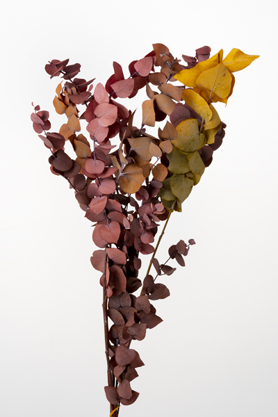 日本不凋尤加利 03960-330