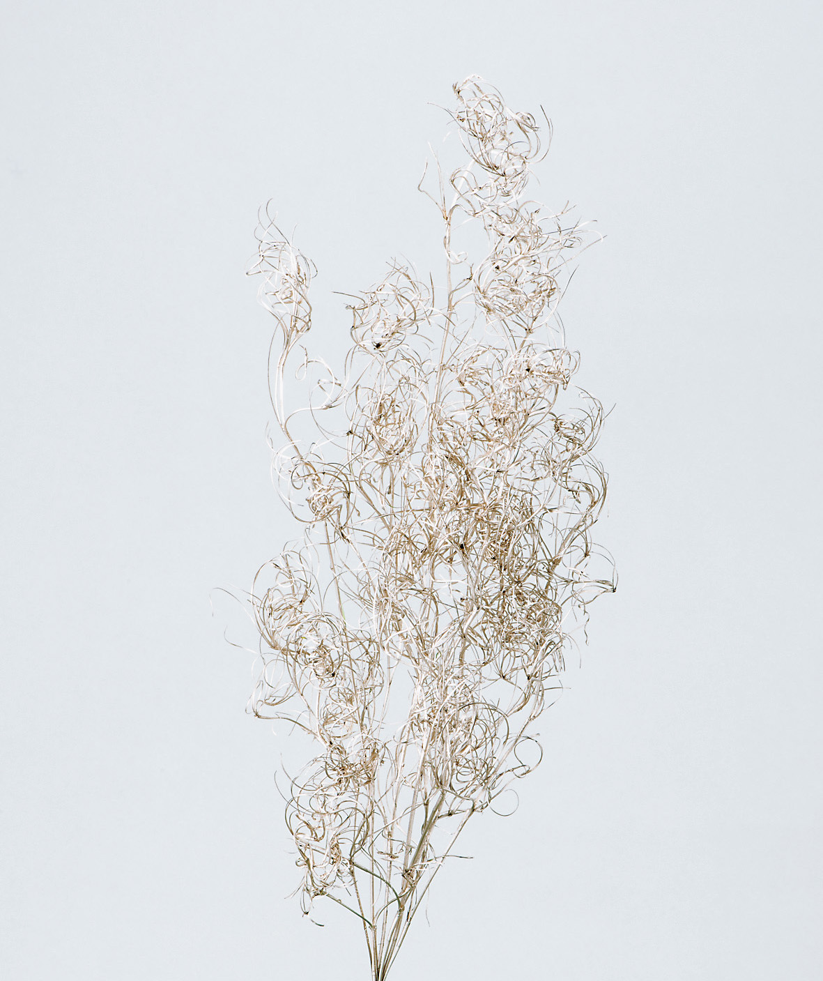 不凋卷絲耳 01330-932