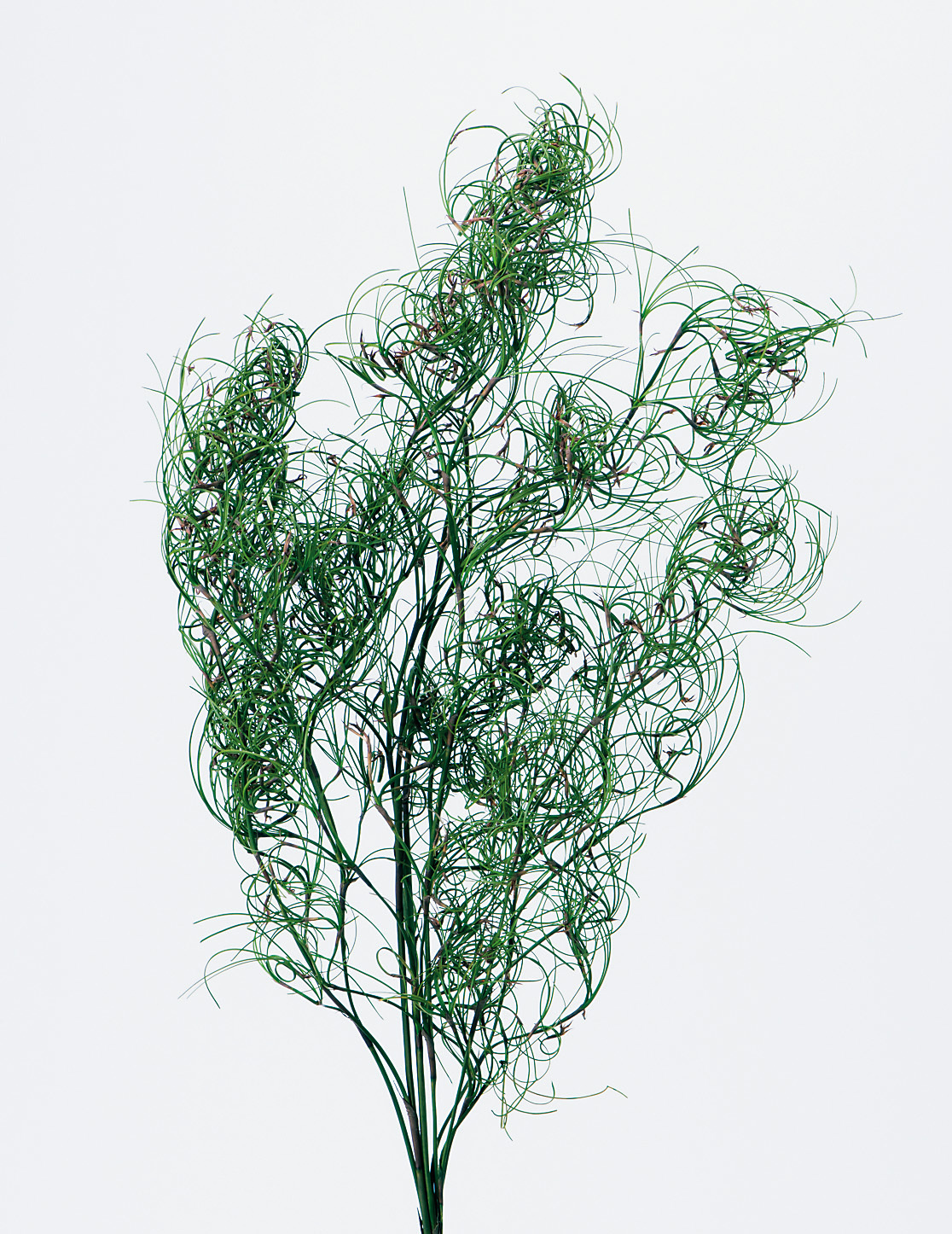 不凋卷絲耳 01330-700