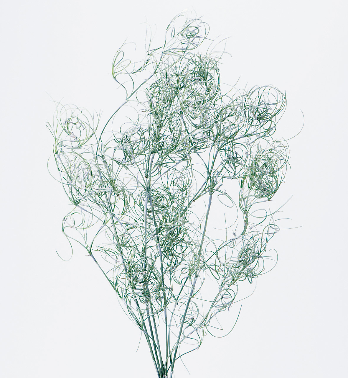 不凋卷絲耳 01330-012