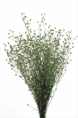 02970-700 不凋臨花