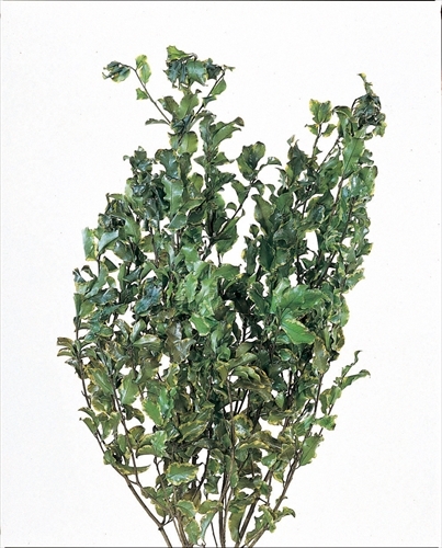 不凋海桐葉 01170-700