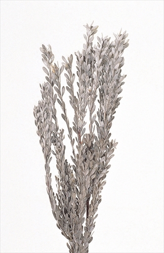 不凋夢椿 02350-000