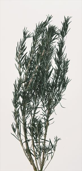 日本不凋迷迭香 00180-700