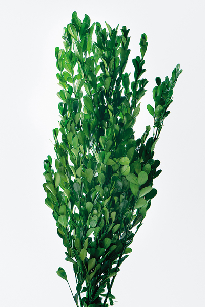 不凋黃揚木 01590-700